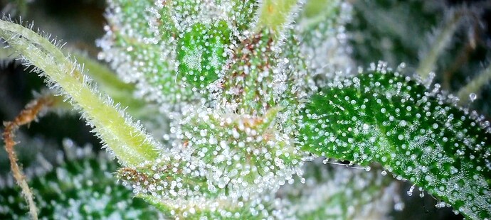 Screenshot_20240707_130549_Gallery