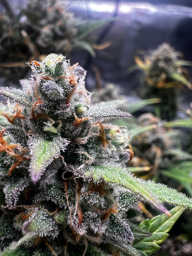 Erster Indoor Grow Monster Kush Automatic und Unsicherheit beim Erntezeitpunkt