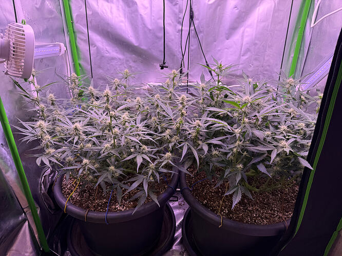 Growreport Bild 6