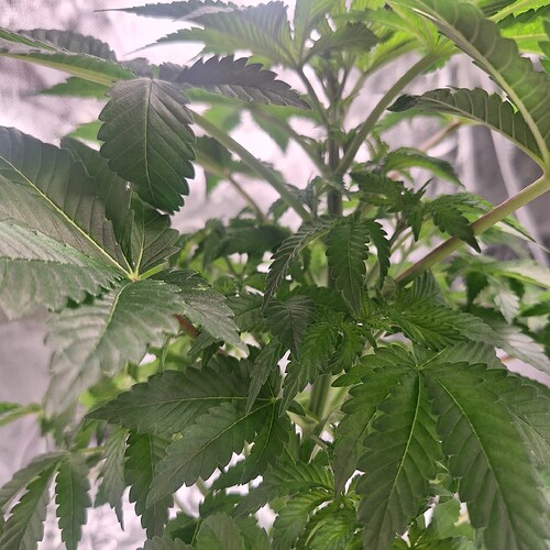 Nahaufnahme einer jungen Cannabispflanze mit mehreren grünen Blättern und Stängeln, die sich in einem Zelt oder einer ähnlichen Umgebung befinden.