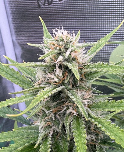 Growreport Bild 16