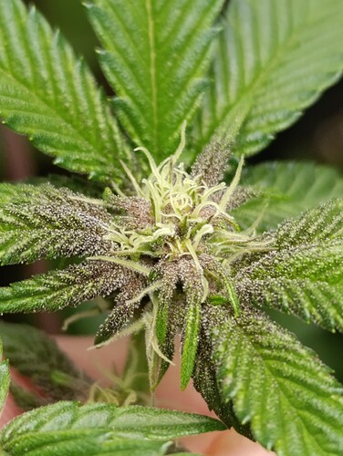 Growreport Bild 11