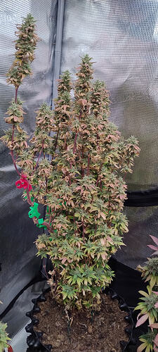 Growreport Bild 8