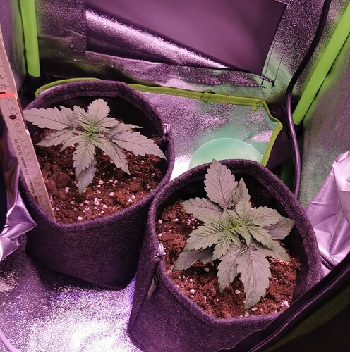 RDT_20240415_195612731366871801191360