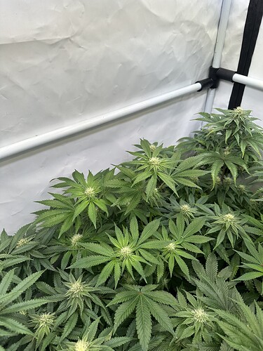 Growreport Bild 6