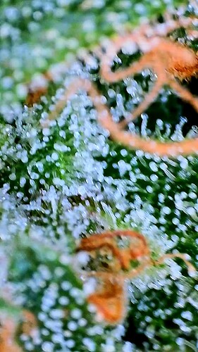 Growreport Bild 12