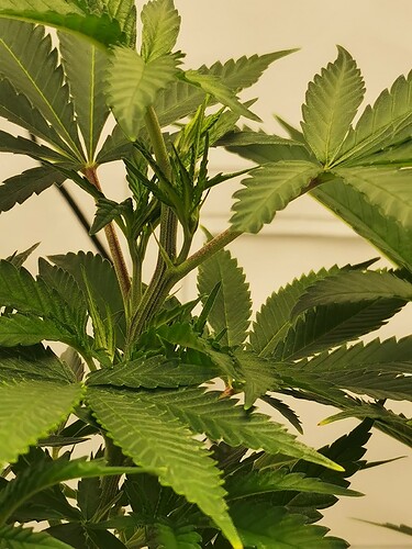 Growreport Bild 7