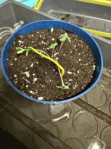 Growreport Bild 41