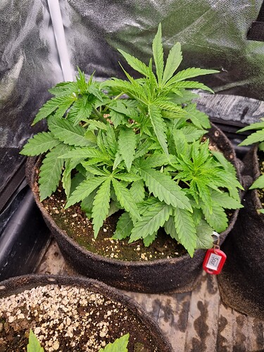 Eine junge Cannabispflanze in einem Vliesstofftopf, die sich in der Wachstumsphase befindet. Ein rotes Schild mit der Aufschrift "Sour" hängt am Topf.