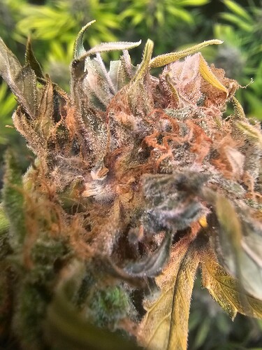 Growreport Bild 1