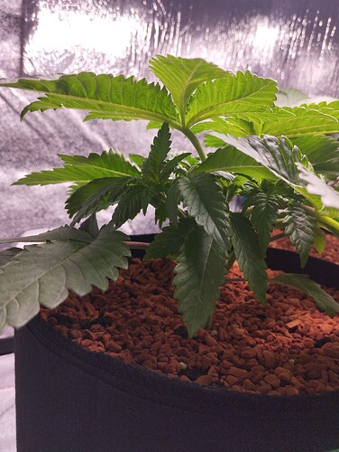 IMG_20241212_204909 - Kopie