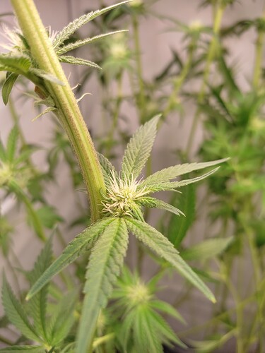 Growreport Bild 15