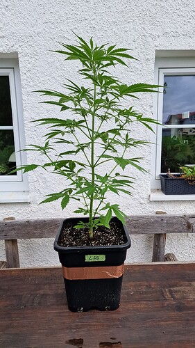 Growreport Bild 2