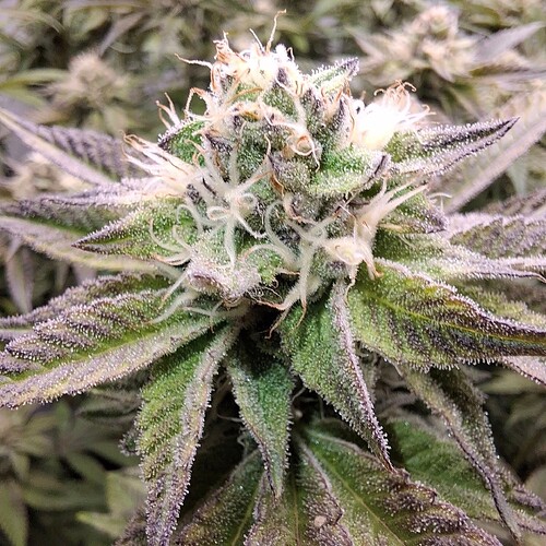 Growreport Bild 6