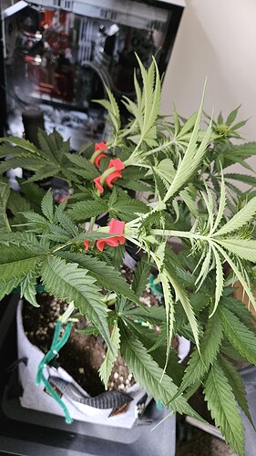 Growreport Bild 43