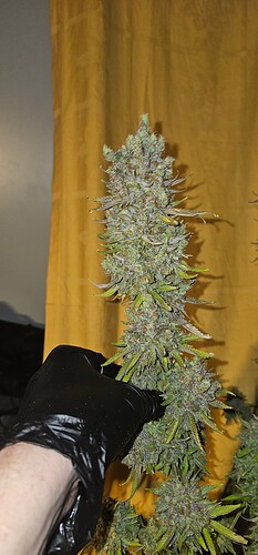 Growreport Bild 51