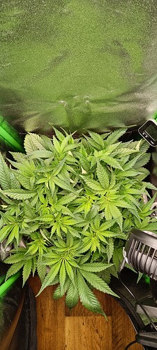 Growreport Bild 1
