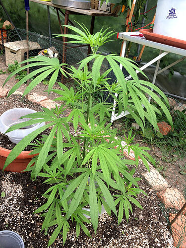 Grow26_0714_07