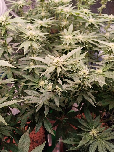 IMG_20250129_205302 - Kopie