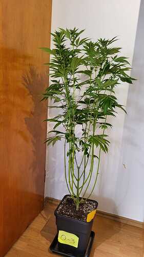 Eine Oreoz Cannabispflanze in einem schwarzen Topf mit einem gelben Etikett 'O-3'.
