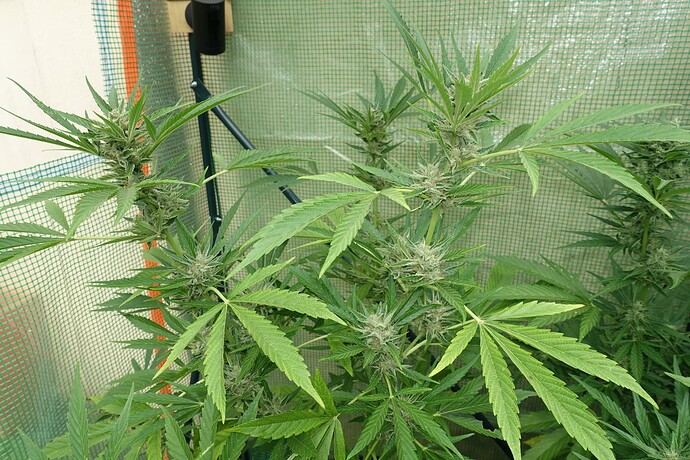 Growreport Bild 13