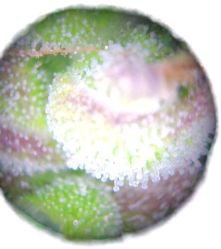 Growreport Bild 14