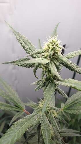 Growreport Bild 6