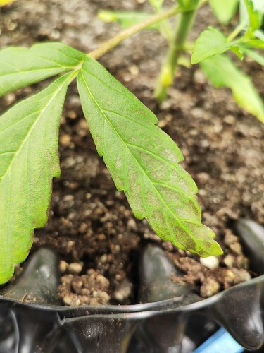 Growreport Bild 3
