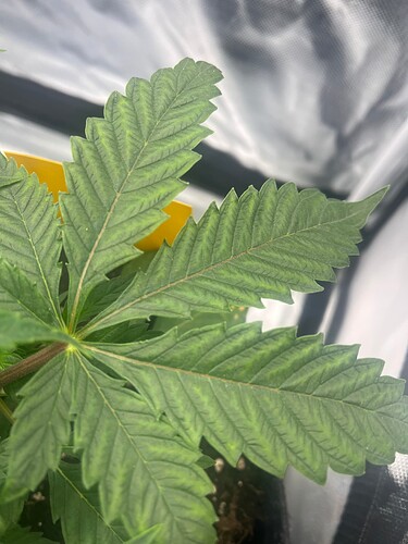 Growreport Bild 7