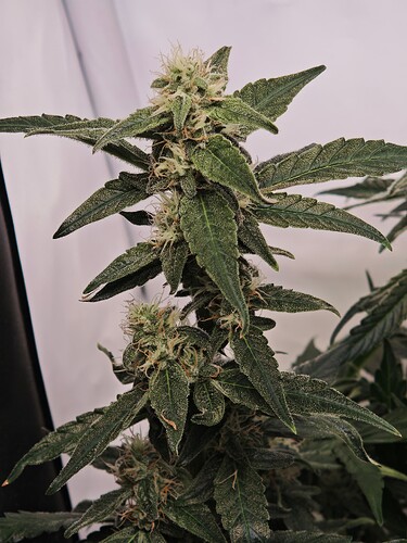 MVIMG_20251107_163925