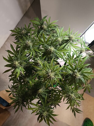 Growreport Bild 15
