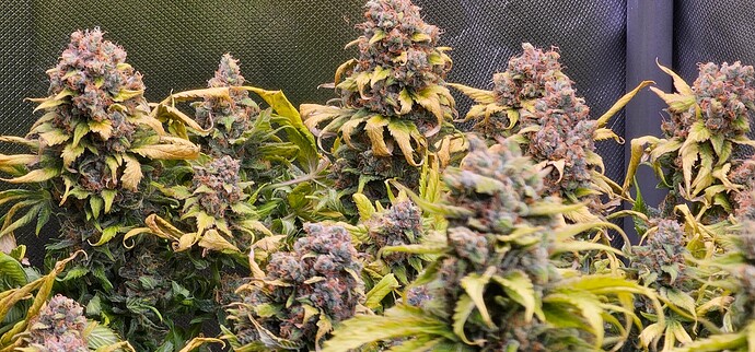 Growreport Bild 6