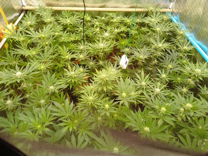 Growreport Bild 1