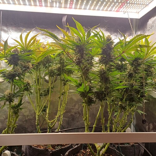 Growreport Bild 4