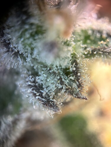 Growreport Bild 9