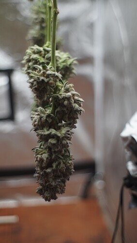 Growreport Bild 4