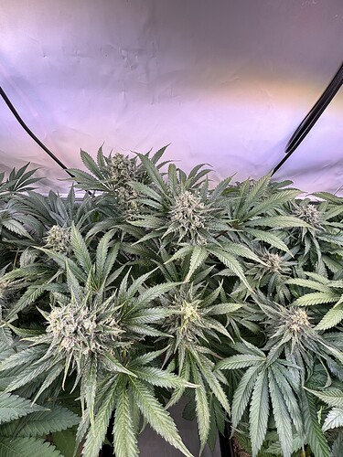Growreport Bild 8