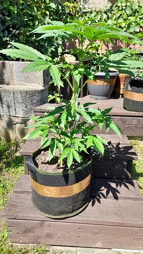 Growreport Bild 4