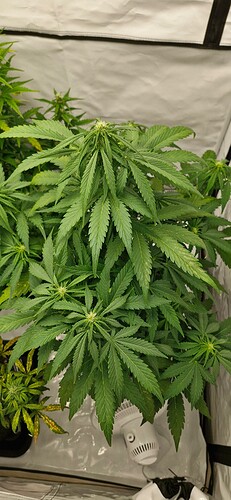 Growreport Bild 4