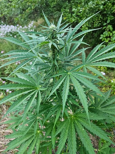Growreport Bild 5