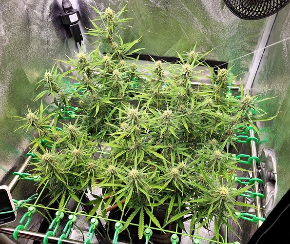 Growreport Bild 35