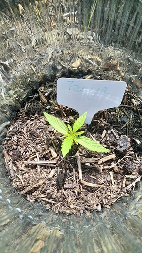 Growreport Bild 35