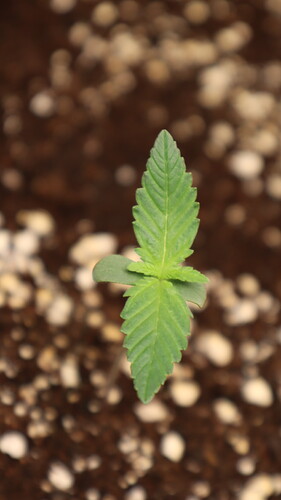 Growreport Bild 16