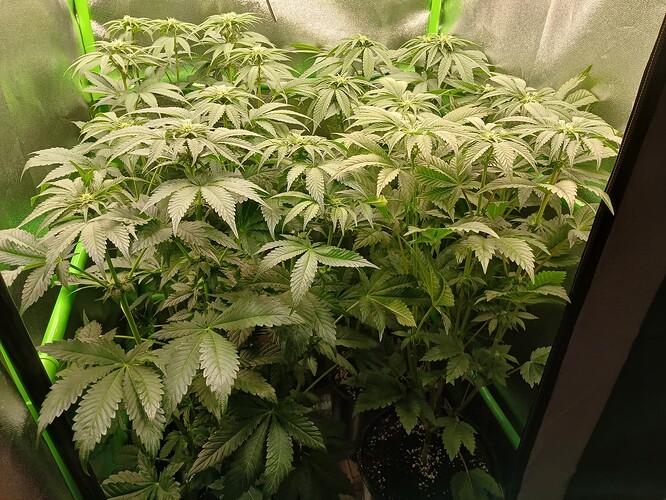 Growreport Bild 15