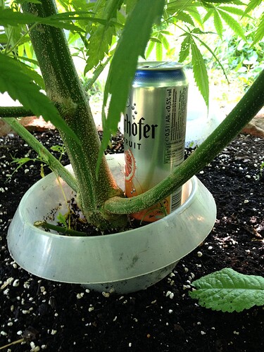 Growreport Bild 59