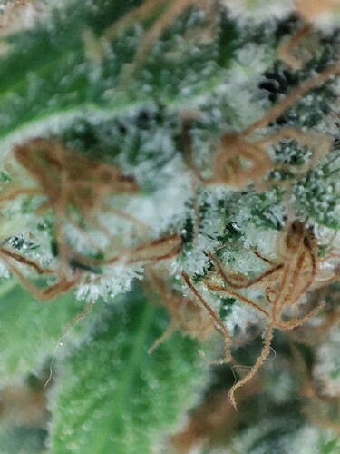 Growreport Bild 28
