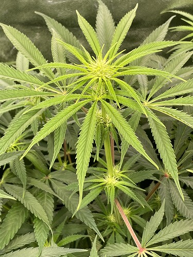Growreport Bild 4