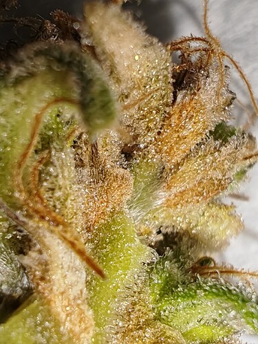 Growreport Bild 41