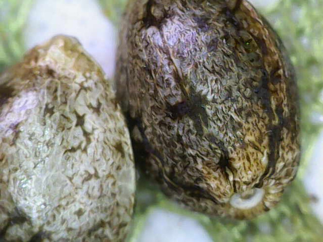 Image_2025-04-10 10_04_07_432