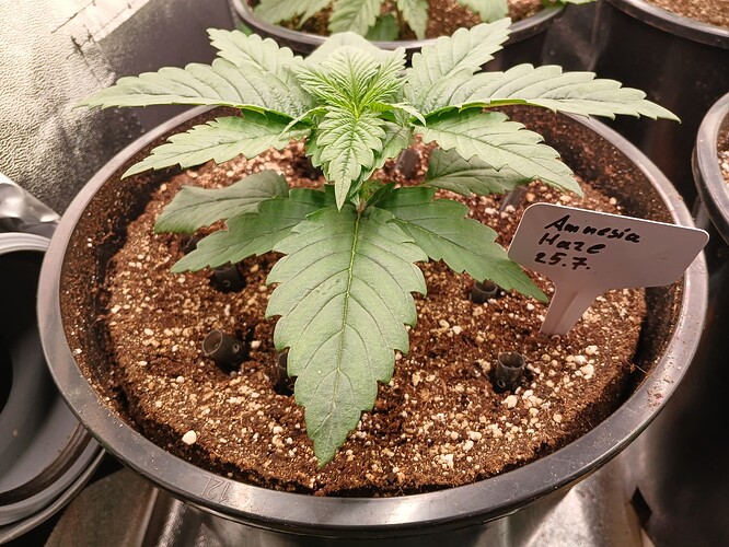 Growreport Bild 2
